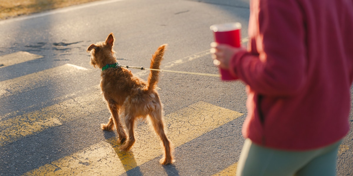 Un homme et un chien traversent la route