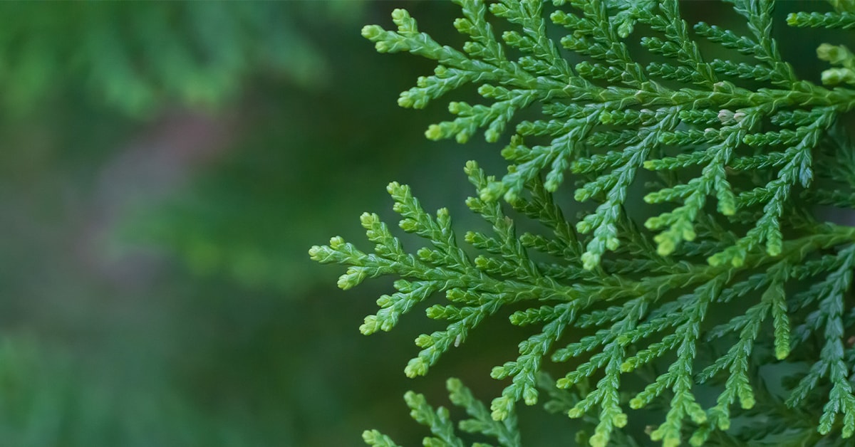 cedar leaf